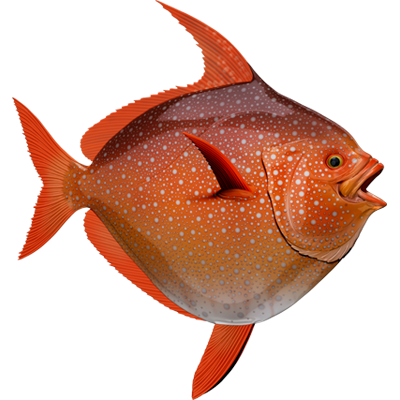 Opah nalepke, samolepilne - AUR086