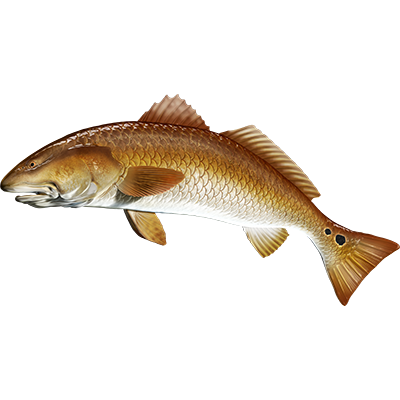 Nalepke rdečega okuna, samolepilne - AUR089