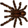 Nalepke Tarantula za avto ali motorno kolo. AUR021