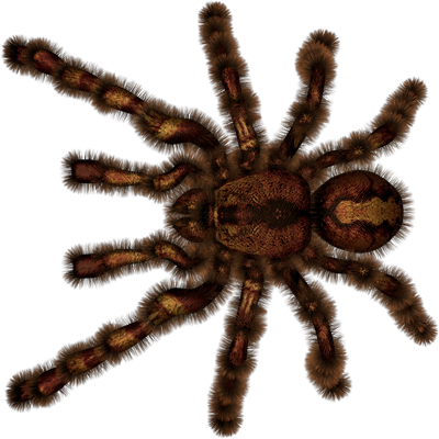 Nalepke Tarantula za avto ali motorno kolo. AUR021