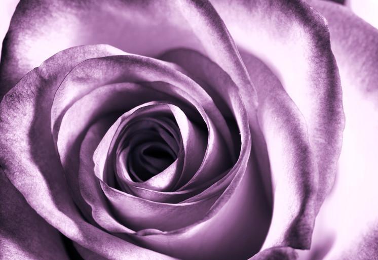 Samolepilne stenske tapete  Purple rose SW028