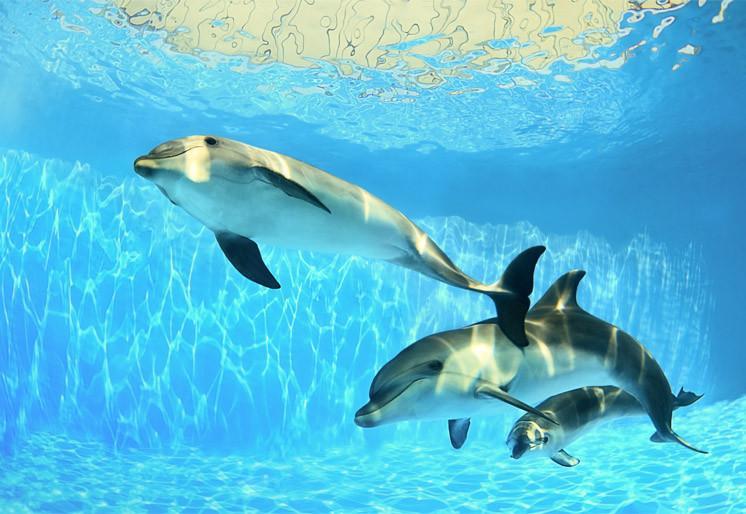Samolepilne stenske tapete  Dolphins under water SW343